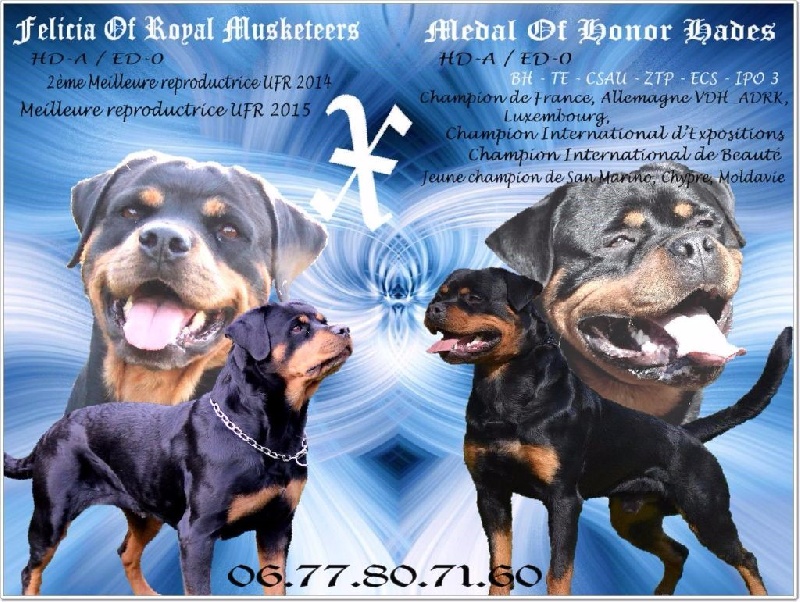Portée Felicia Of Royal Musketeers X Ch. Medal Of Honor Hadès